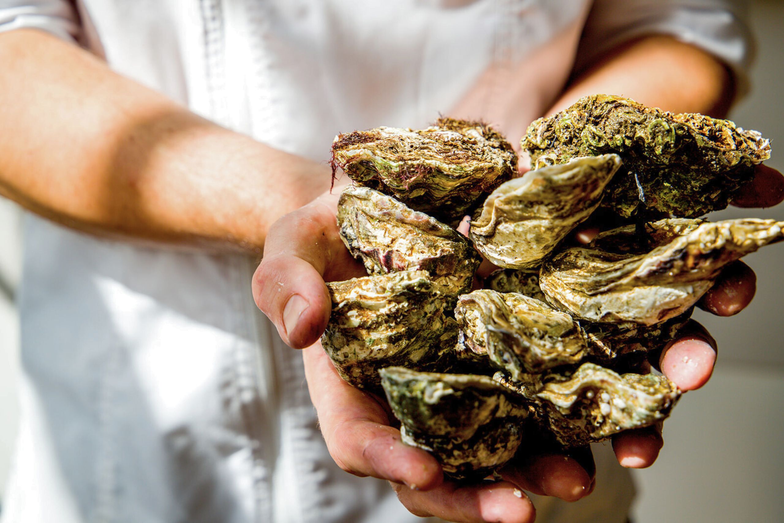 Fresh oysters served at Brasserie Ambassade in Amsterdam