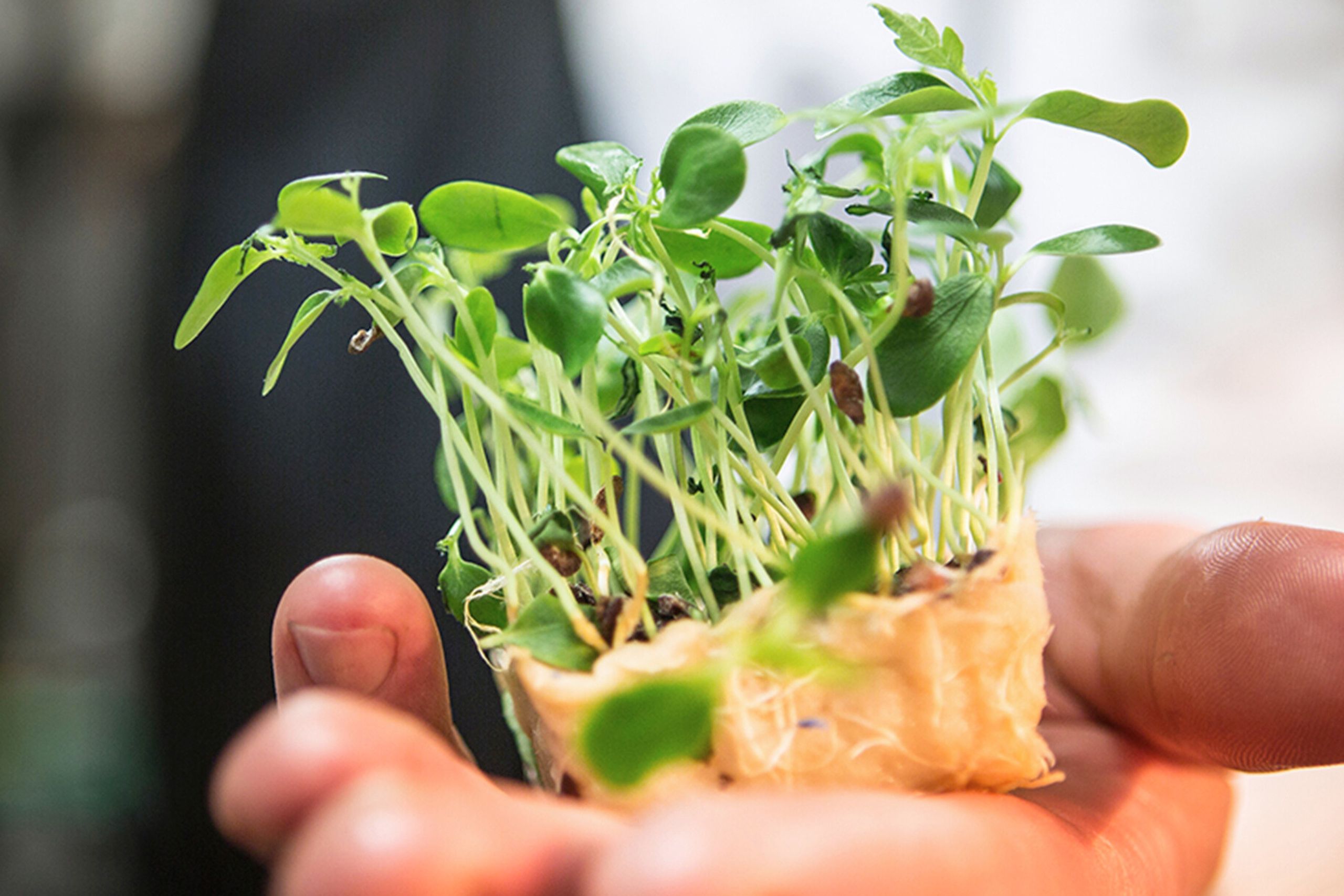 Fresh ingredient used in the kitchen of Brasserie Ambassade in Amsterdam